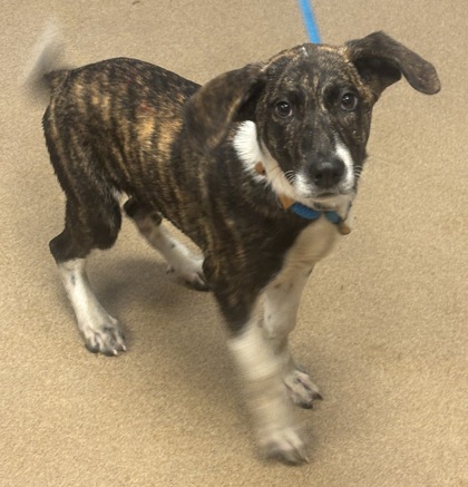 Shelter Stray Male Dog last seen Near Deshon Trail, 30058, GA, 3280 Chamblee Dunwoody Rd, Chamblee, GA 30341, USA
