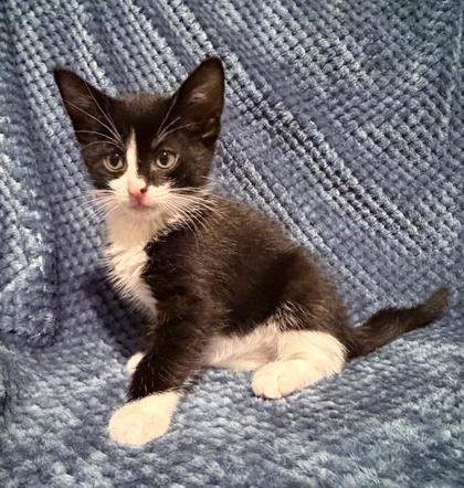 Shelter Stray Female Cat last seen Near Camden Oak Way, 30058, GA, 3280 Chamblee Dunwoody Rd, Chamblee, GA 30341, USA