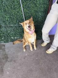 Shelter Stray Female Dog last seen Near Brill Ave, Horizon, TX, 5001 Fred Wilson Ave, El Paso, TX 79906, USA