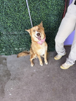 Shelter Stray Female Dog last seen Near Brill Ave, Horizon, TX, 5001 Fred Wilson Ave, El Paso, TX 79906, USA