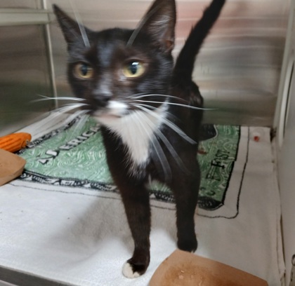 Shelter Stray Female Cat last seen Near Brighton St, 21216, MD, 2490 Giles Rd, Baltimore, MD 21225, USA