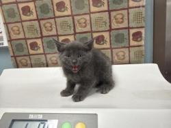 Shelter Stray Male Cat last seen Woodmont Dr, 43613, OH, 827 Illinois Ave, Maumee, OH 43537, USA