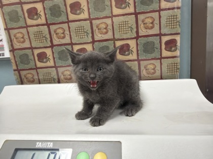 Shelter Stray Male Cat last seen Woodmont Dr, 43613, OH, 827 Illinois Ave, Maumee, OH 43537, USA