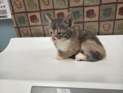 Shelter Stray Female Cat last seen Woodmont Dr, 43613, OH, 827 Illinois Ave, Maumee, OH 43537, USA