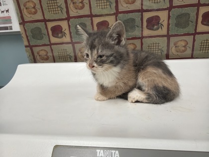 Shelter Stray Female Cat last seen Woodmont Dr, 43613, OH, 827 Illinois Ave, Maumee, OH 43537, USA