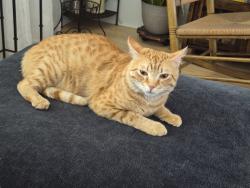 Reunited Male Cat last seen East Bay Mobile Home Park, Largo, FL 33771