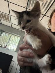 Shelter Stray Male Cat last seen CVS, City of Alvarado, TX, 602 S Pkwy Dr, Alvarado, TX 76009, USA