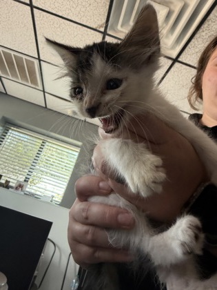 Shelter Stray Male Cat last seen CVS, City of Alvarado, TX, 602 S Pkwy Dr, Alvarado, TX 76009, USA