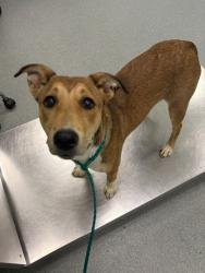 Shelter Stray Female Dog last seen Near Cox Lane, Gregg County, TX, 303 H G Mosley Pkwy, Longview, TX 75604, USA