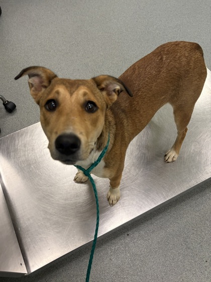 Shelter Stray Female Dog last seen Near Cox Lane, Gregg County, TX, 303 H G Mosley Pkwy, Longview, TX 75604, USA