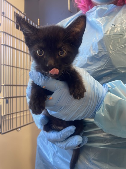 Shelter Stray Male Cat last seen Washington Blvd / High St, Roseville City, CA, 200 Tahoe Ave, Roseville, CA 95678, USA