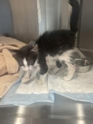 Shelter Stray Female Cat last seen Near CAMP BOWIE BLVD, West District, TX, 355 Hillshire Dr, Haslet, TX 76052, USA