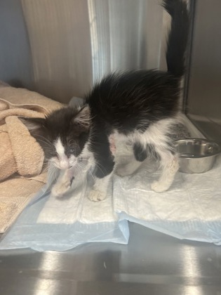 Shelter Stray Female Cat last seen Near CAMP BOWIE BLVD, West District, TX, 355 Hillshire Dr, Haslet, TX 76052, USA