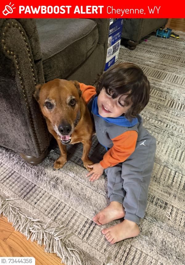 Lost Male Dog last seen Oakhurst and Tumbleweed, Cheyenne, WY 82009