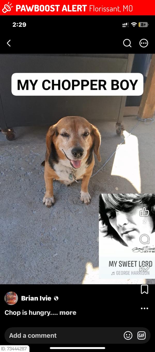 Lost Male Dog last seen Rue St. Catherine & Pimlico or towards Paddock and Parker Road, not sure which way he went, Florissant, MO 63033