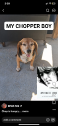 Lost Male Dog last seen Rue St. Catherine & Pimlico or towards Paddock and Parker Road, not sure which way he went, Florissant, MO 63033