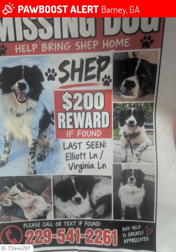 Lost Male Dog last seen Old coffee rd, Barney, GA 31625