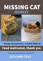 Lost Male Cat last seen Harrison apmts, Lakewood, WA 98498