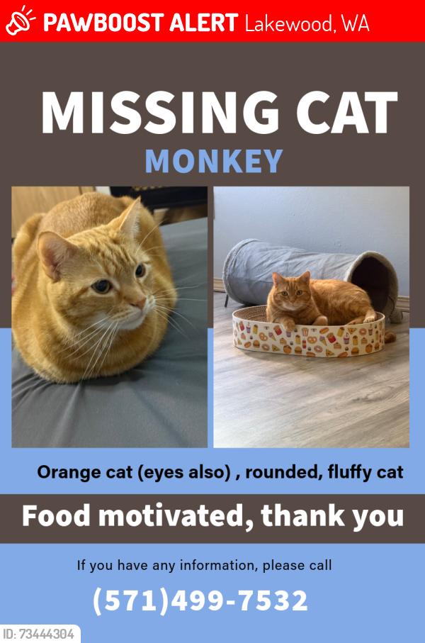 Lost Male Cat last seen Harrison apmts, Lakewood, WA 98498