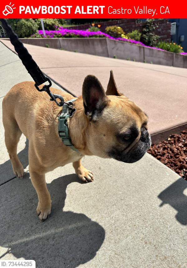 Lost Male Dog last seen Strang Ave, Selborne,, Castro Valley, CA 94578