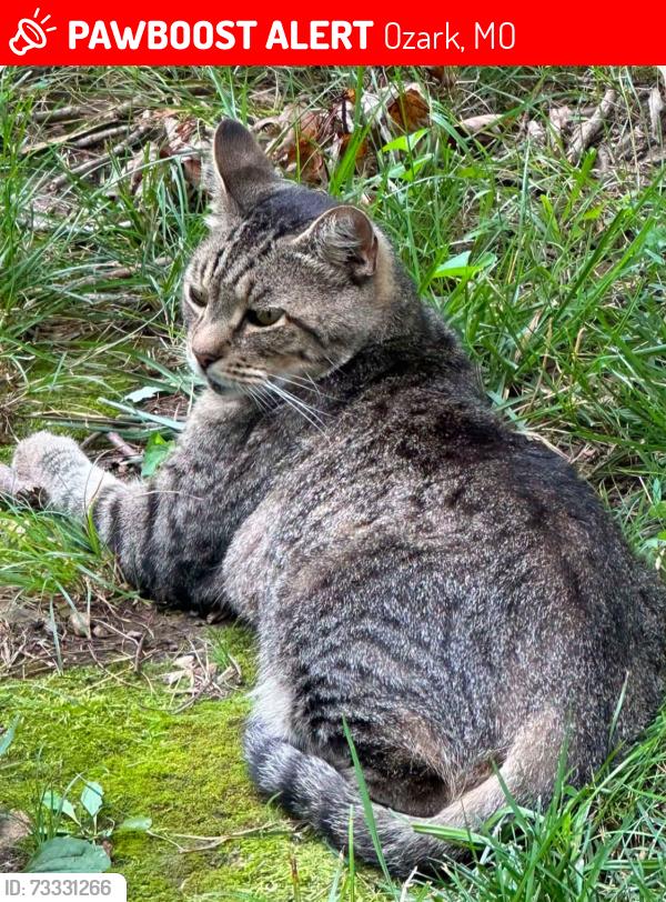 Lost Male Cat last seen E Jay & 5th Avenue, Ozark, MO 65721