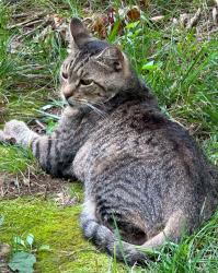 Lost Male Cat last seen E Jay & 5th Avenue, Ozark, MO 65721