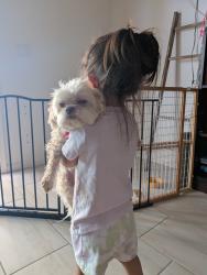 Reunited Female Dog last seen Copper falls blvd and miller, Buckeye, AZ 85326