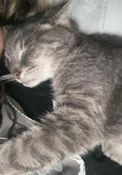 Reunited Female Cat last seen w 58th st, Chicago, IL 60629