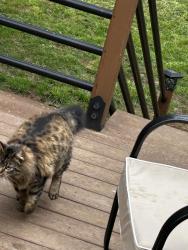 Lost Female Cat last seen Near and 122 avenues, Clark County, WA 98604