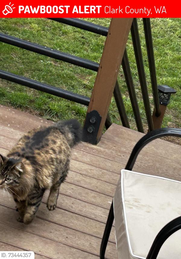 Lost Female Cat last seen Near and 122 avenues, Clark County, WA 98604
