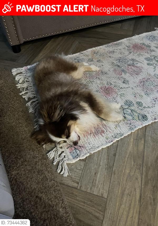 Lost Male Dog last seen Near County Road 9151, Nacogdoches, TX 75964
