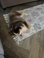 Lost Male Dog last seen Near County Road 9151, Nacogdoches, TX 75964