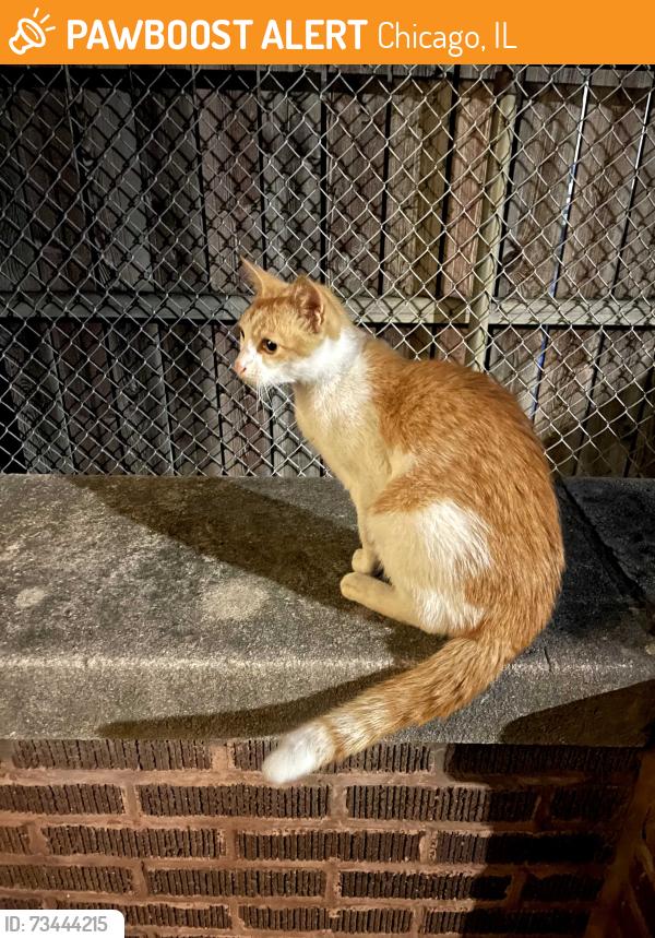 Found/Stray Female Cat last seen northwest corner of Monticello Ave and Fullerton past car/dumpster rental place, Chicago, IL 60647