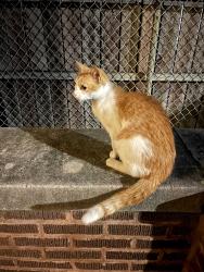 Found/Stray Female Cat last seen northwest corner of Monticello Ave and Fullerton past car/dumpster rental place, Chicago, IL 60647
