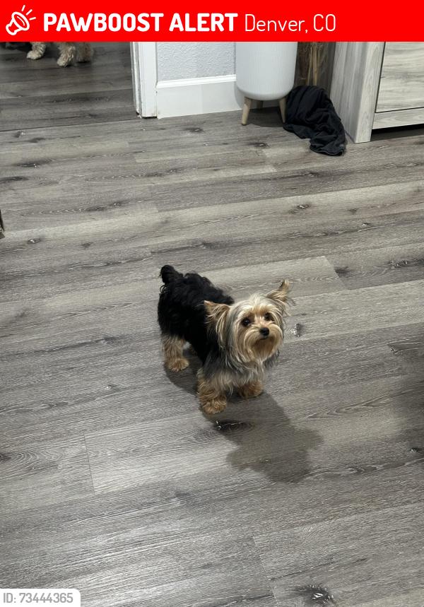 Lost Male Dog last seen Crown and crystal way, Denver, CO 80239