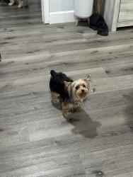 Lost Male Dog last seen Crown and crystal way, Denver, CO 80239