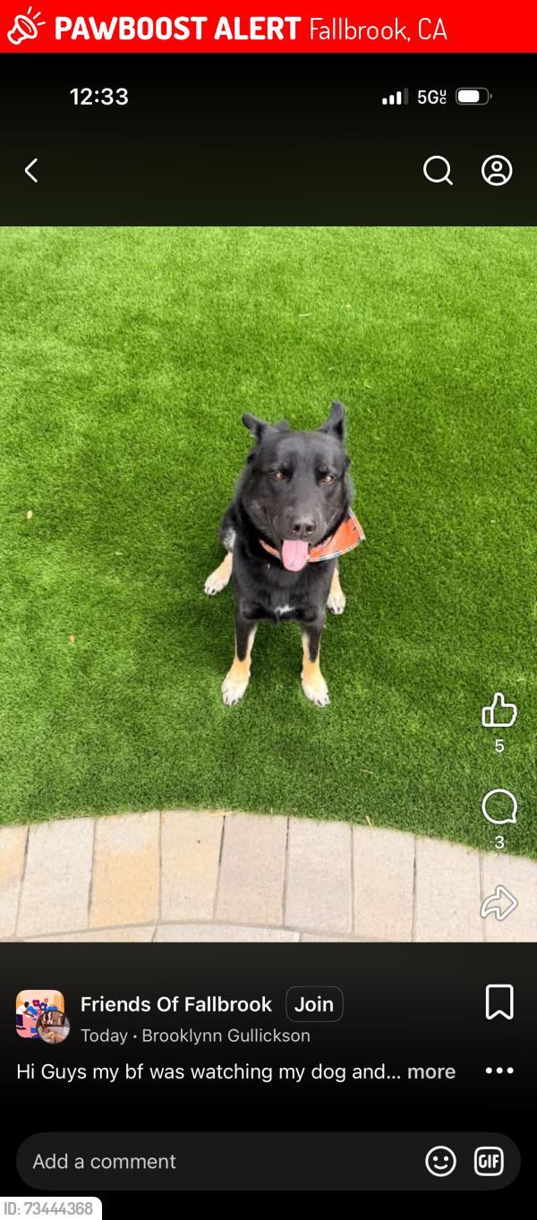 Lost Male Dog last seen Alturas Rd, Fallbrook, CA 92088