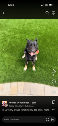 Lost Male Dog last seen Alturas Rd, Fallbrook, CA 92088
