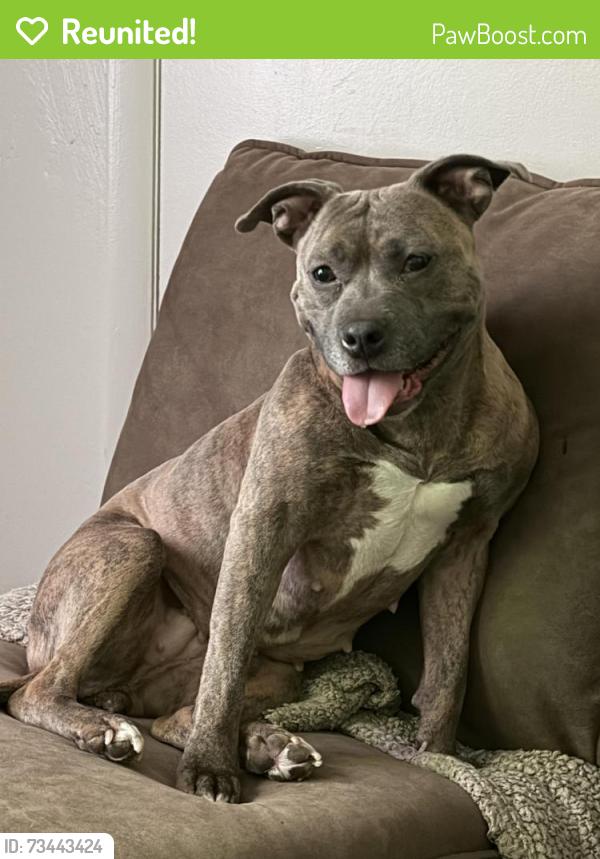 Reunited Female Dog last seen Montrose area, Richmond, VA 23231