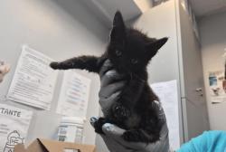 Shelter Stray Male Cat last seen Pelham, Bronx, BRONX, NY, 10461, 326 E 110th St, New York, NY 10029, USA