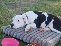 Lost Male Dog last seen Brimhall and coffee rd, Bakersfield, CA 93308