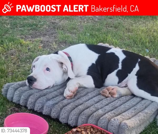 Lost Male Dog last seen Brimhall and coffee rd, Bakersfield, CA 93308