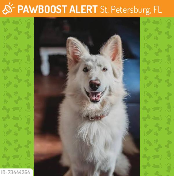 Found/Stray Unknown Dog last seen 1st Ave N and 43rd Street, St. Petersburg, FL 33713