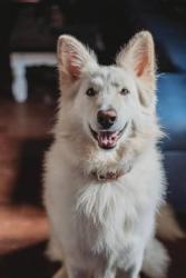 Found/Stray Unknown Dog last seen 1st Ave N and 43rd Street, St. Petersburg, FL 33713