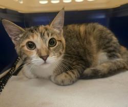 Shelter Stray Female Cat last seen Near Paseo Laguna Seco Street, LIVERMORE, CA, 94551, 8323 Baldwin St, Oakland, CA 94621, USA
