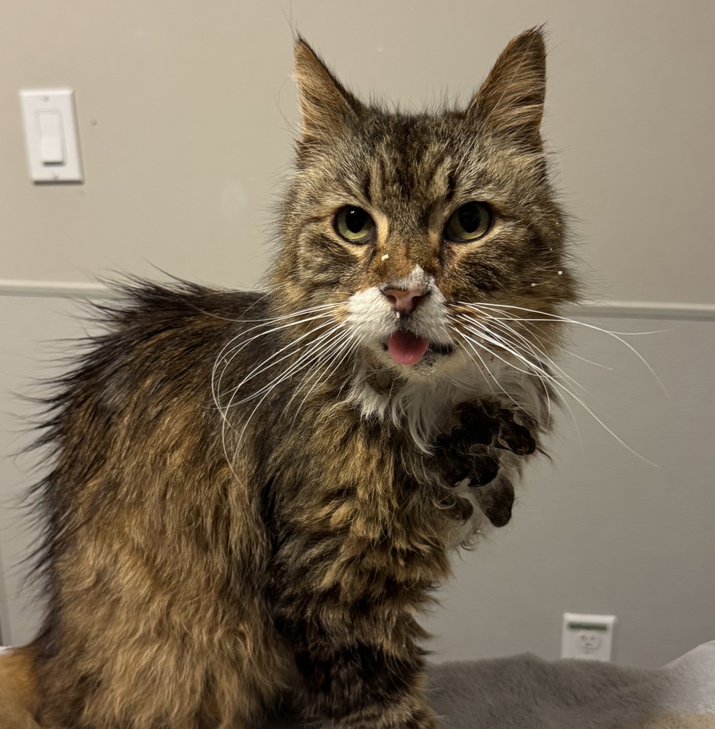 Shelter Stray Male Cat last seen Near Hegenberger Road, OAKLAND, CA, 94621, 8323 Baldwin St, Oakland, CA 94621, USA