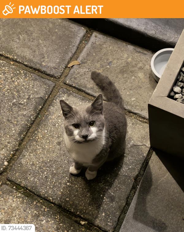 Found/Stray Male Cat last seen Ilford, Greater London, England IG1 2EY
