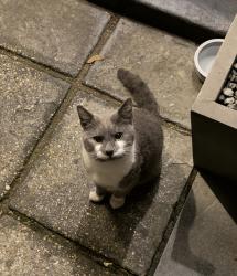 Found/Stray Male Cat last seen Ilford, Greater London, England IG1 2EY