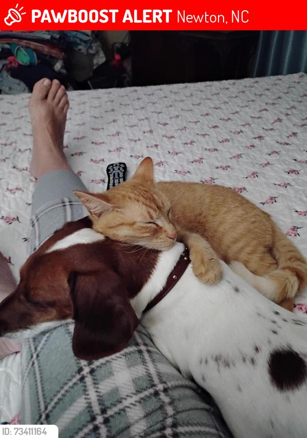 Lost Female Cat last seen Catawba Co Humane Society, Newton, NC 28658