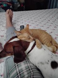 Lost Female Cat last seen Catawba Co Humane Society, Newton, NC 28658